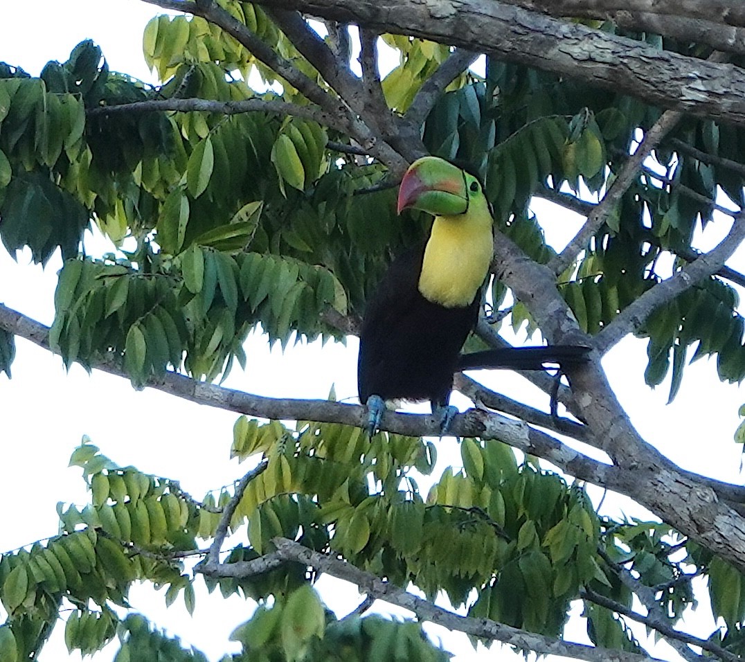 Тукан жовтогорлий - ML646871652