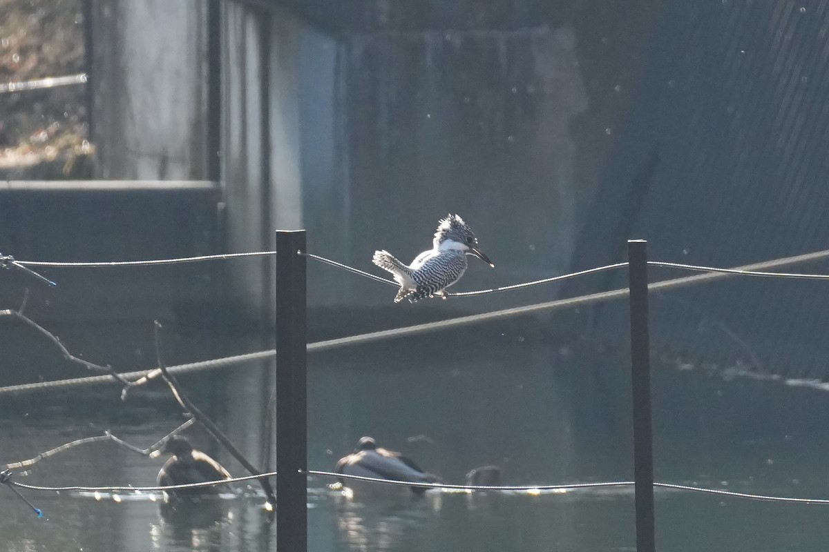 Crested Kingfisher - ML646871654