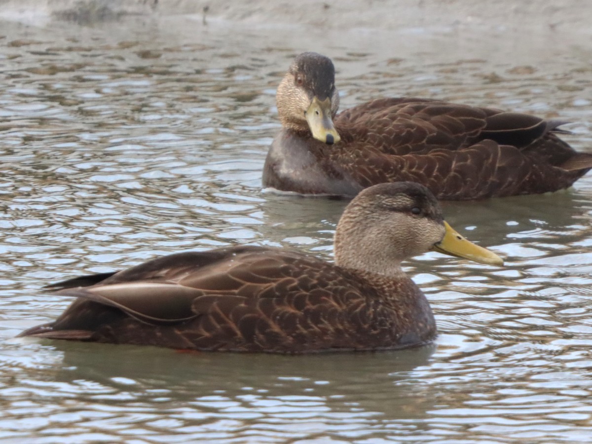 Ánade Sombrío - ML646871655