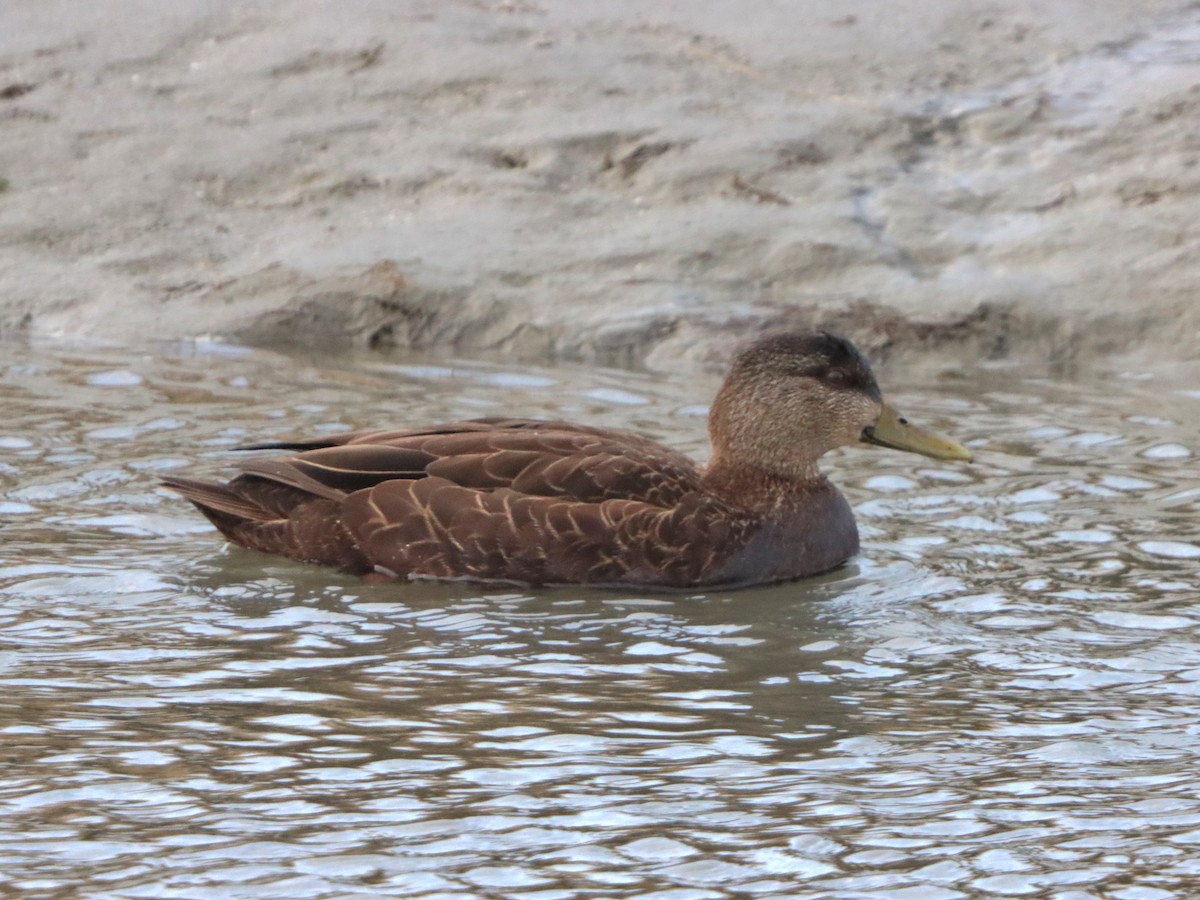 Ánade Sombrío - ML646871656