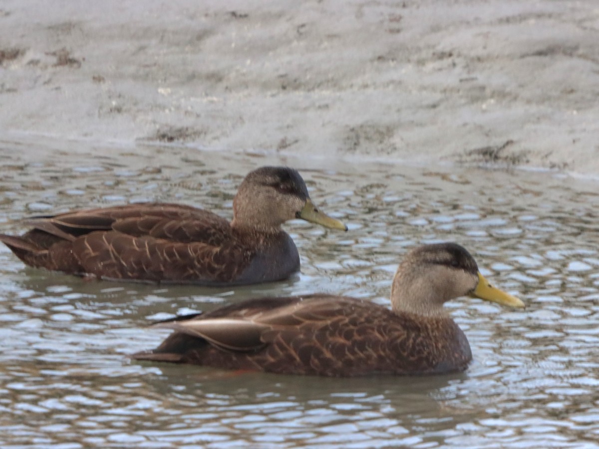 Ánade Sombrío - ML646871657