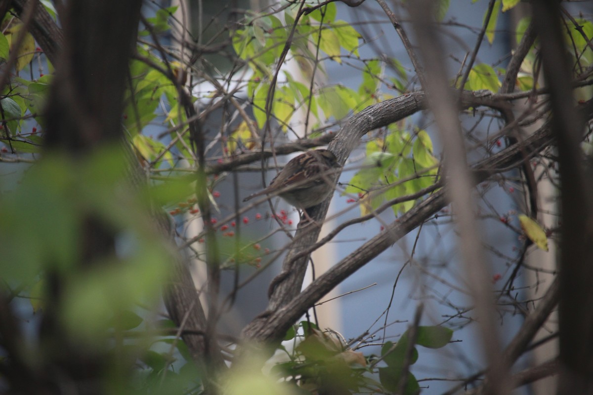White-throated Sparrow - ML646871658