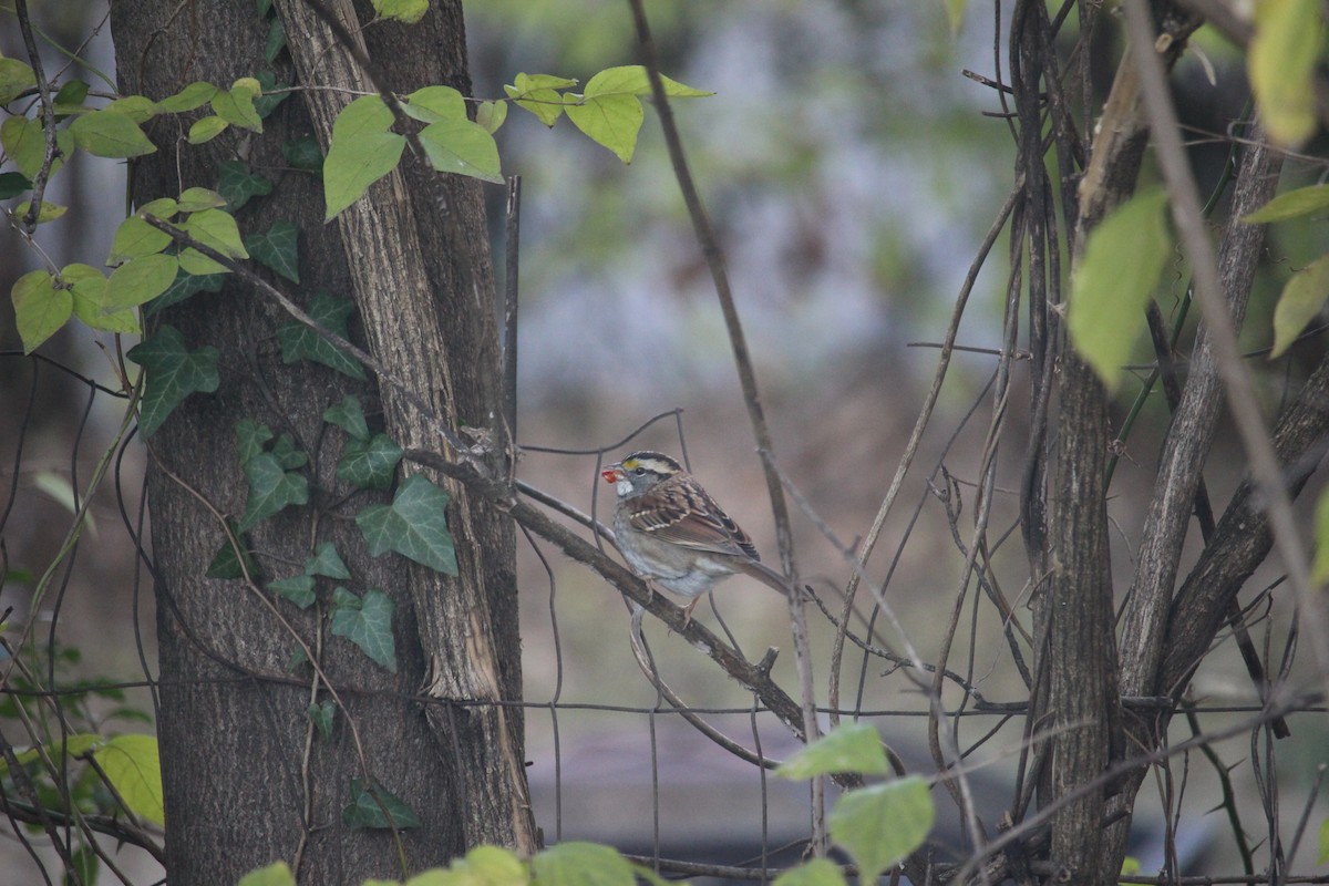 White-throated Sparrow - ML646871659