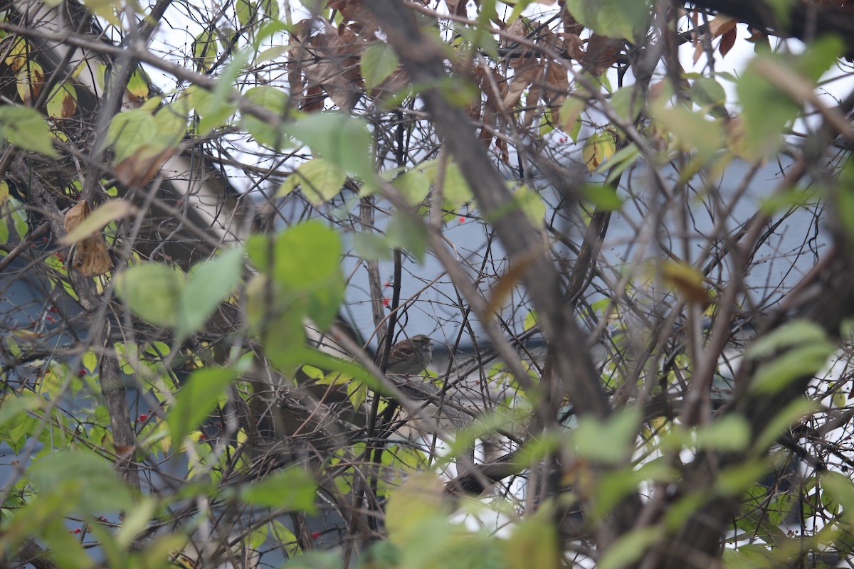 White-throated Sparrow - ML646871660