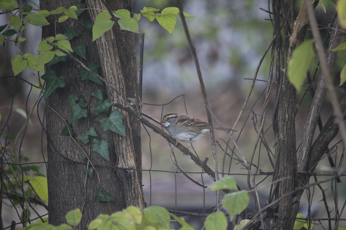 White-throated Sparrow - ML646871661