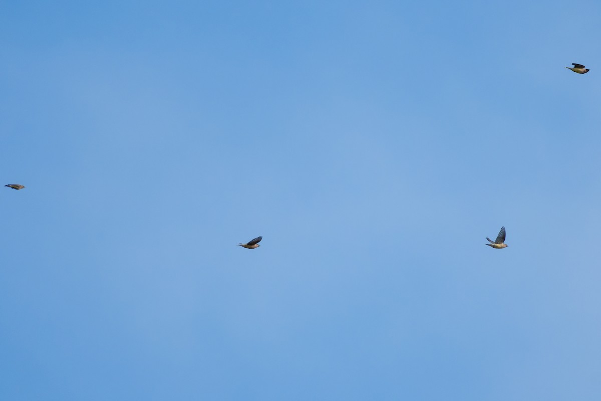 ヒメレンジャク - ML646871662