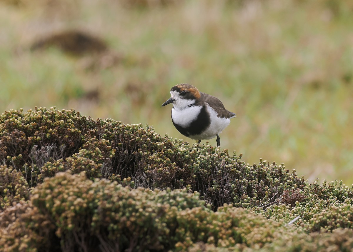 kulík patagonský - ML646871664