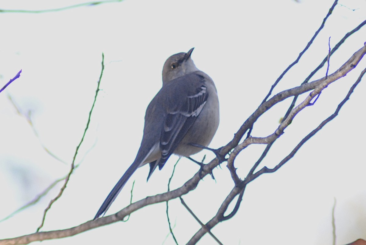 Northern Mockingbird - ML646871665