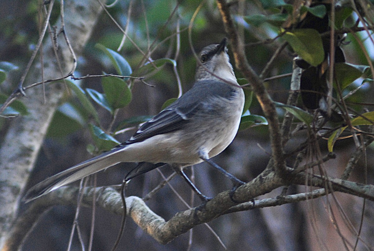 Northern Mockingbird - ML646871666