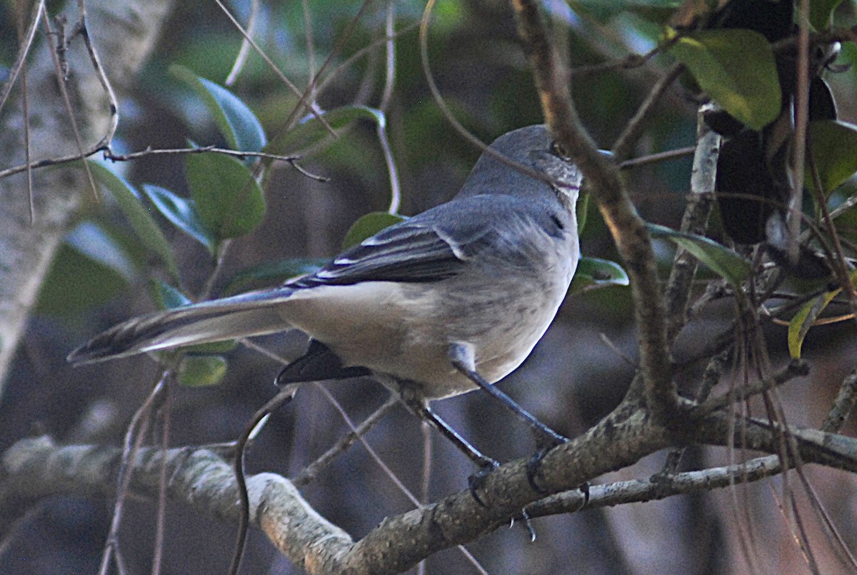 Northern Mockingbird - ML646871667