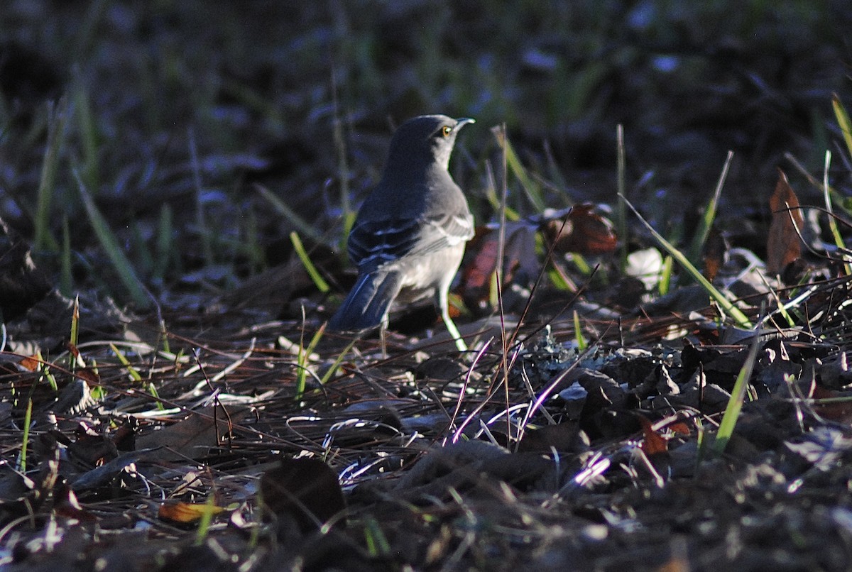 Northern Mockingbird - ML646871668