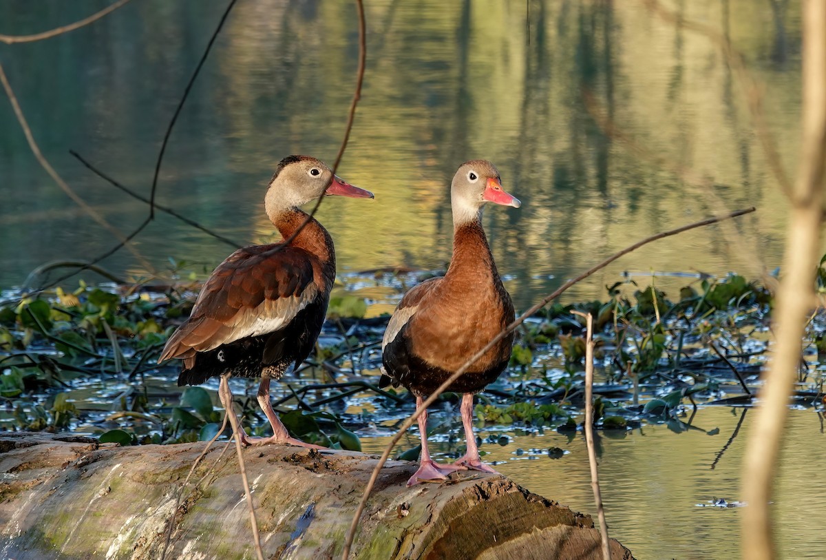 אווזון שחור-בטן - ML646871673