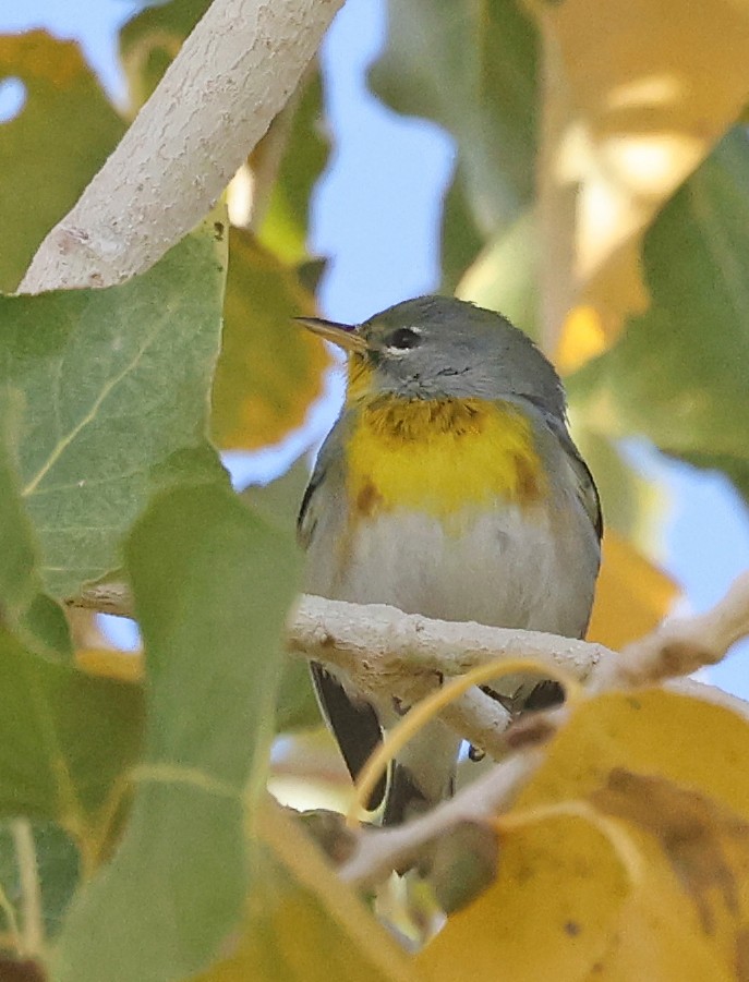 Northern Parula - ML646871676
