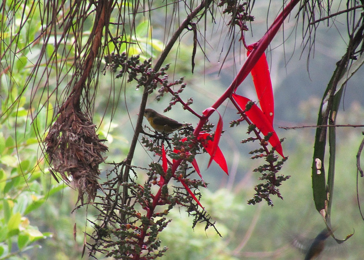 libohlásek Bonapartův - ML646871677