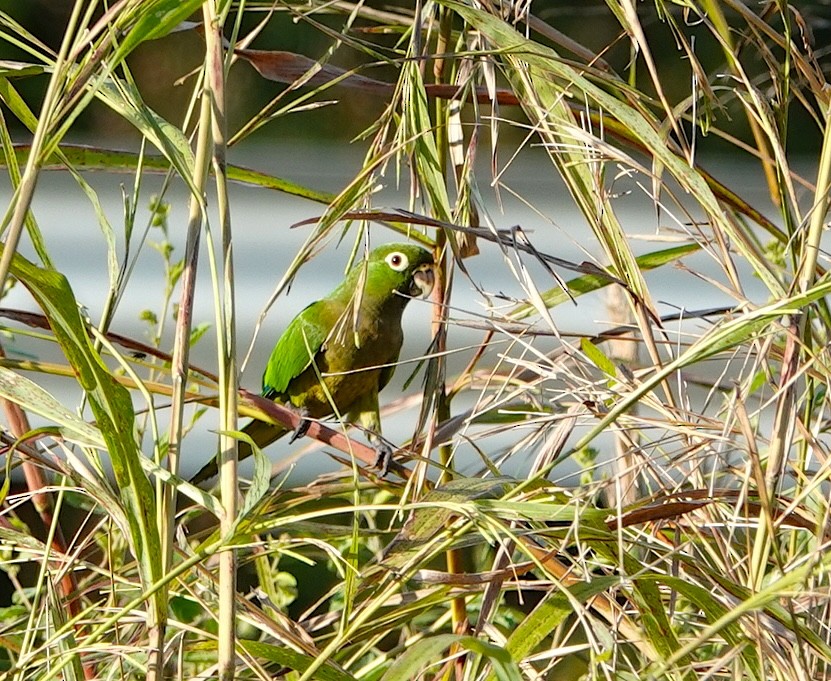 ジャマイカインコ - ML646871678