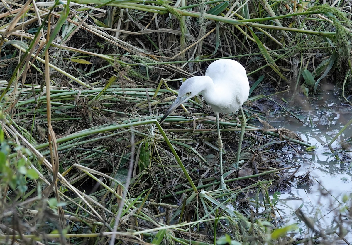 לבנית כחולה קטנה - ML646871679