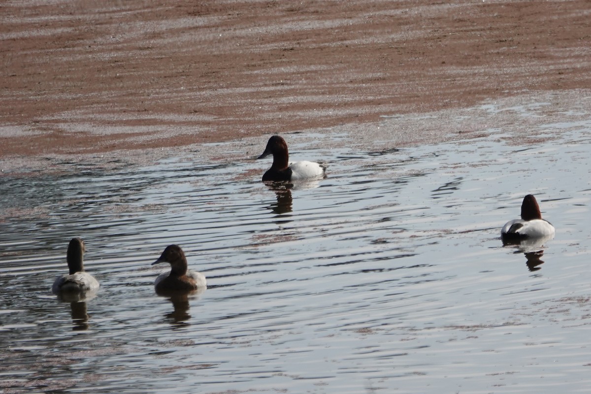 Canvasback - ML646871684