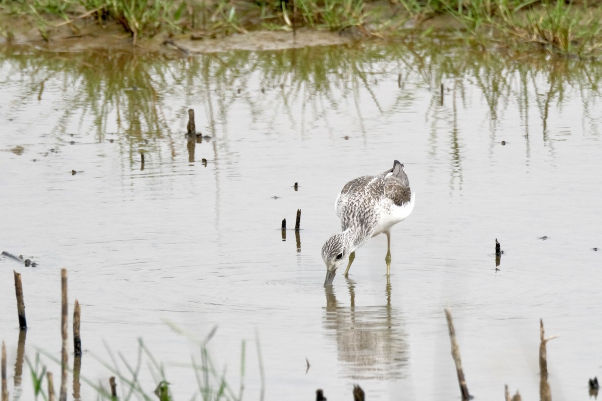Common Greenshank - ML646871685