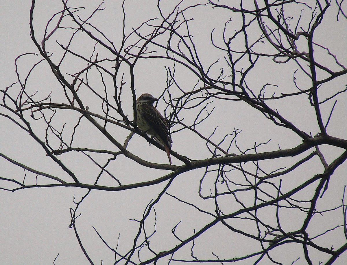 Sulphur-bellied Flycatcher - ML646871690