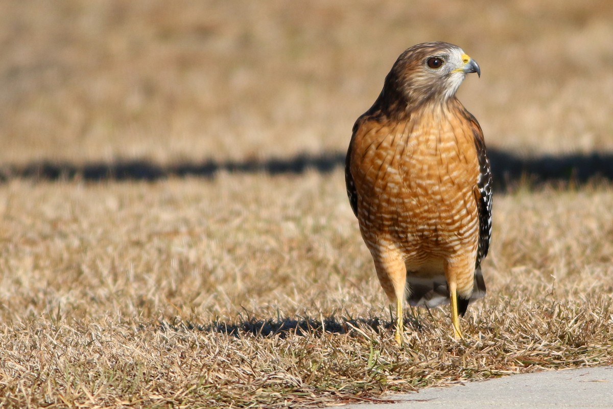 Red-shouldered Hawk - ML646871694