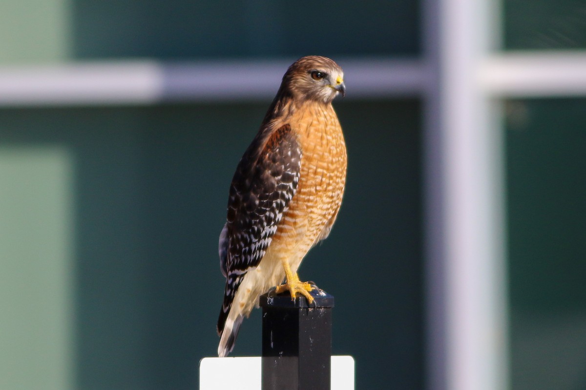 Red-shouldered Hawk - ML646871695