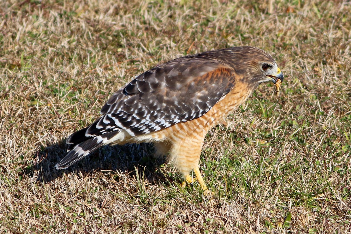 Red-shouldered Hawk - ML646871696