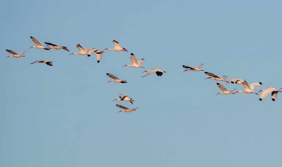 White Ibis - ML646871702