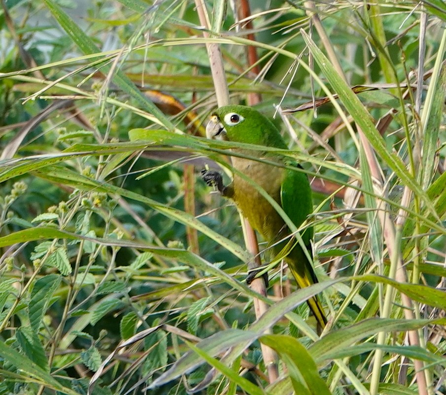 ジャマイカインコ - ML646871703