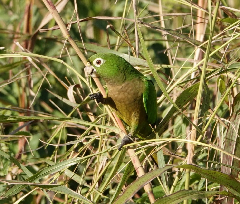 ジャマイカインコ - ML646871704