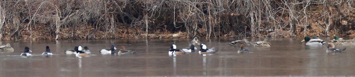 Hooded Merganser - ML646871707