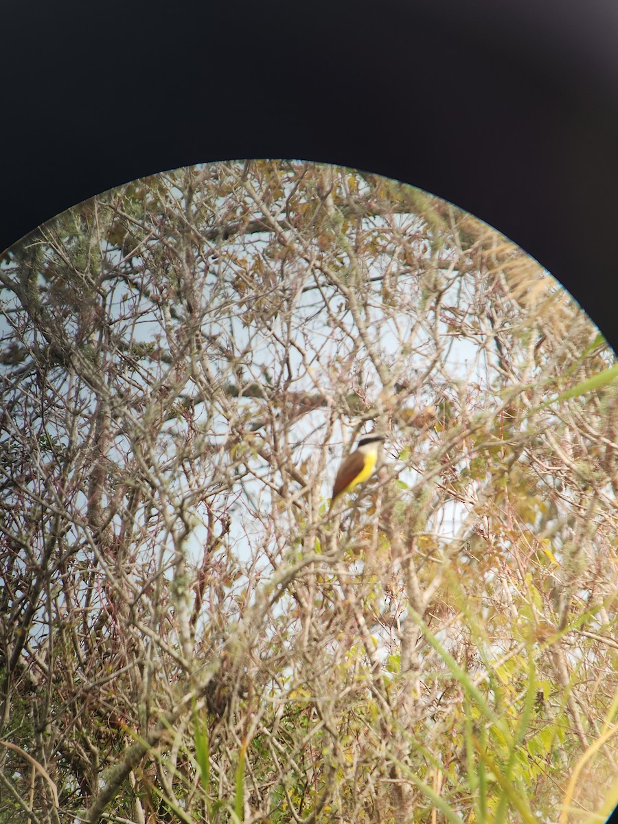 Great Kiskadee - ML646871709