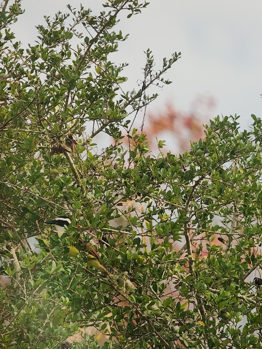 Great Kiskadee - ML646871710