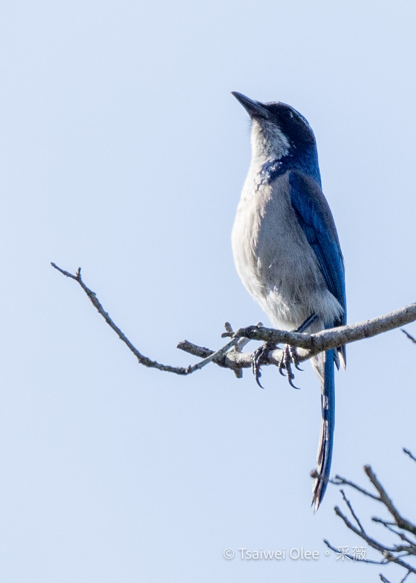 Калифорнийская сойка - ML646871712