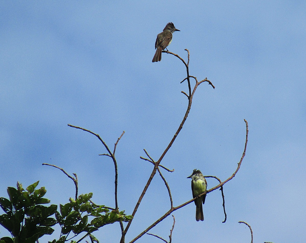 Dusky-capped Flycatcher - ML646871713