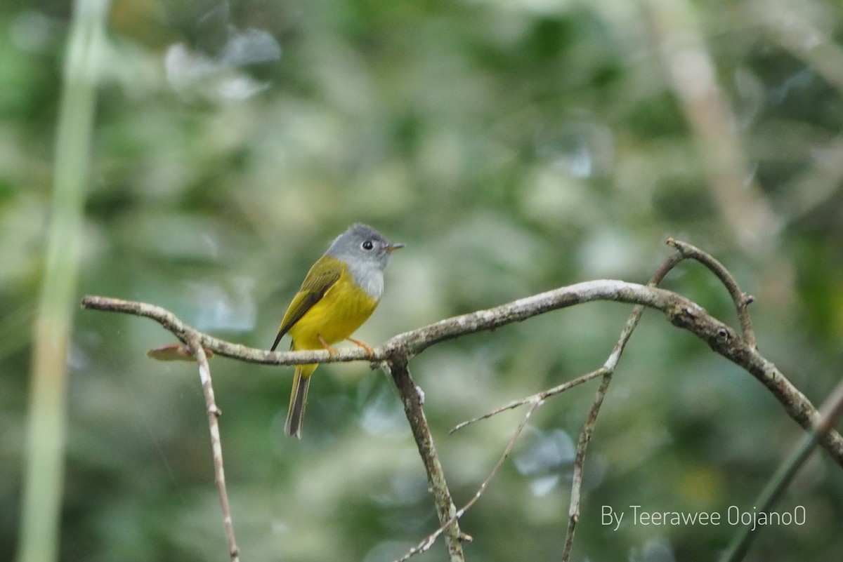 Gray-headed Canary-Flycatcher - ML646871714
