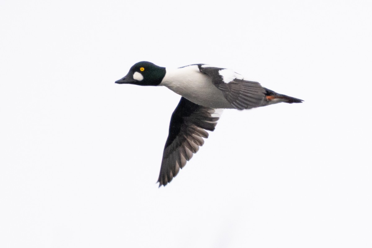 Quattrocchi - ML646871724