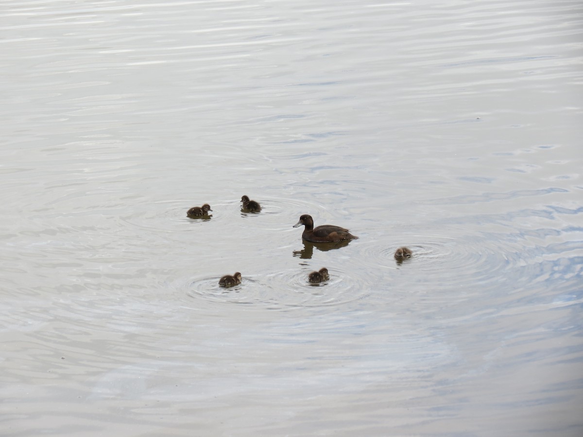 New Zealand Scaup - ML646871725