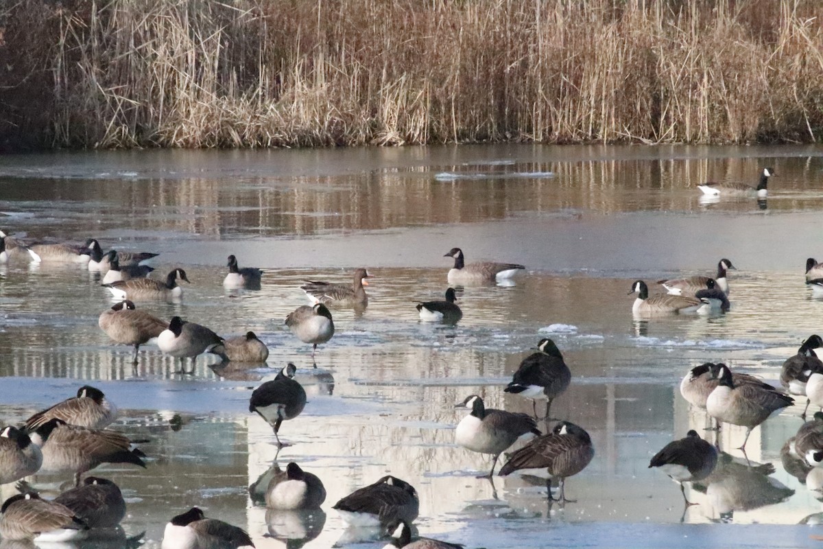 Oie rieuse - ML646871727