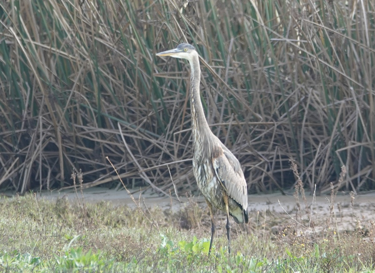 Great Blue Heron - ML646871737