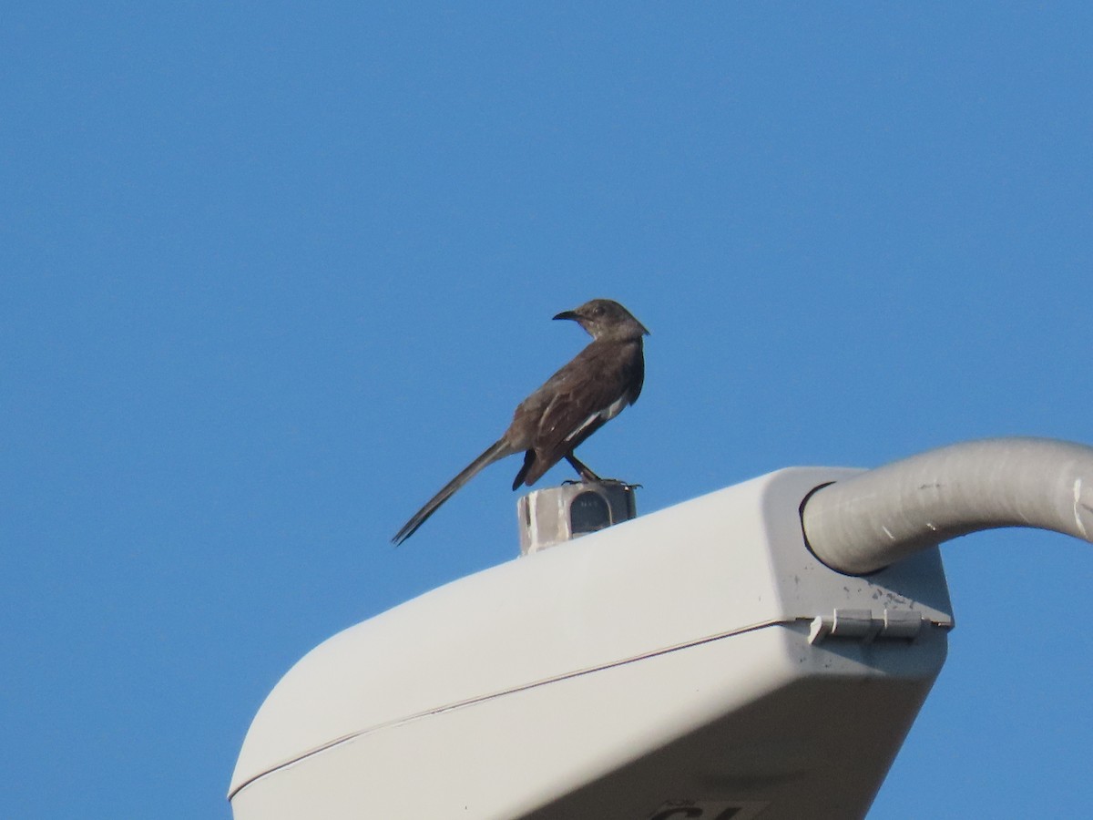 Northern Mockingbird - ML646871738