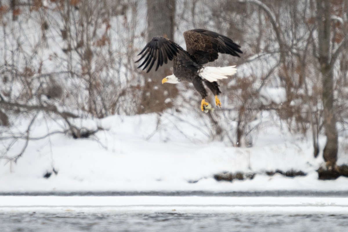 Bald Eagle - ML646871741