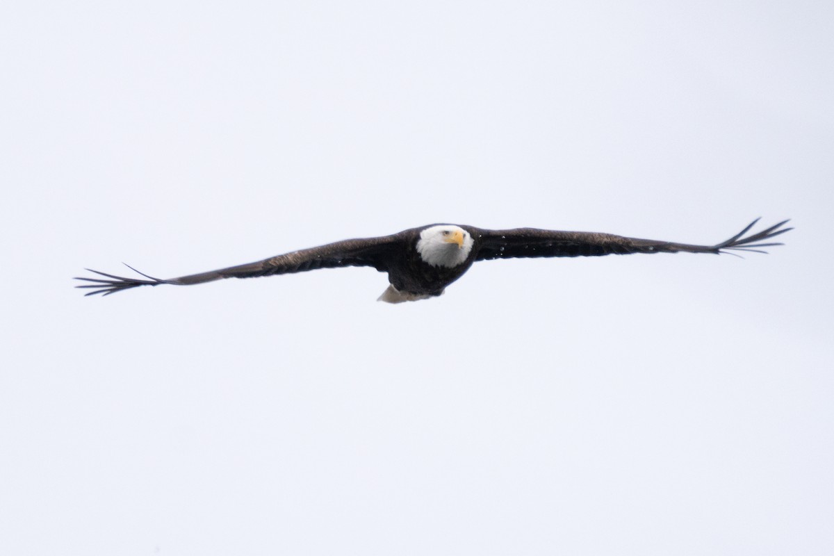 Bald Eagle - ML646871742
