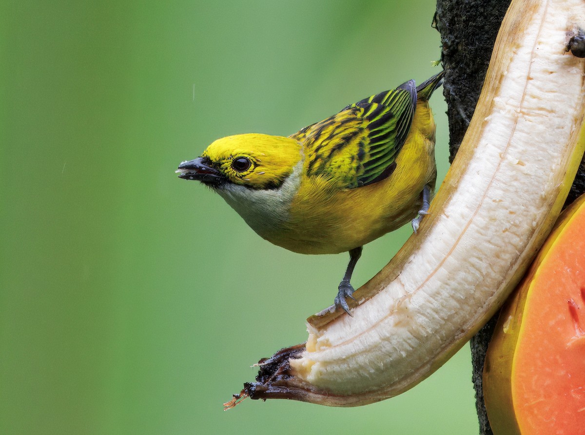 Gümüş Boyunlu Tangara - ML646871749