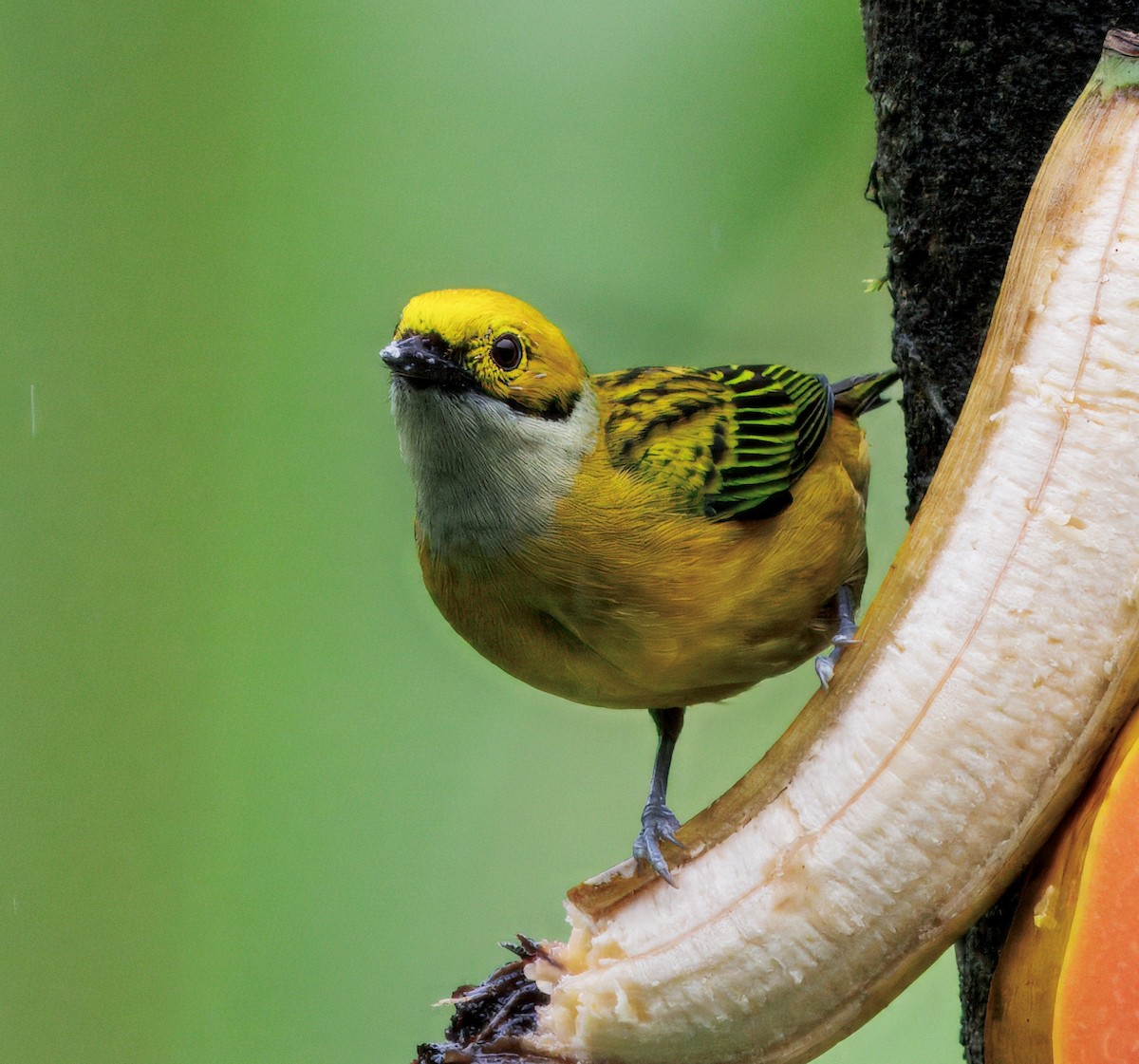 Gümüş Boyunlu Tangara - ML646871750