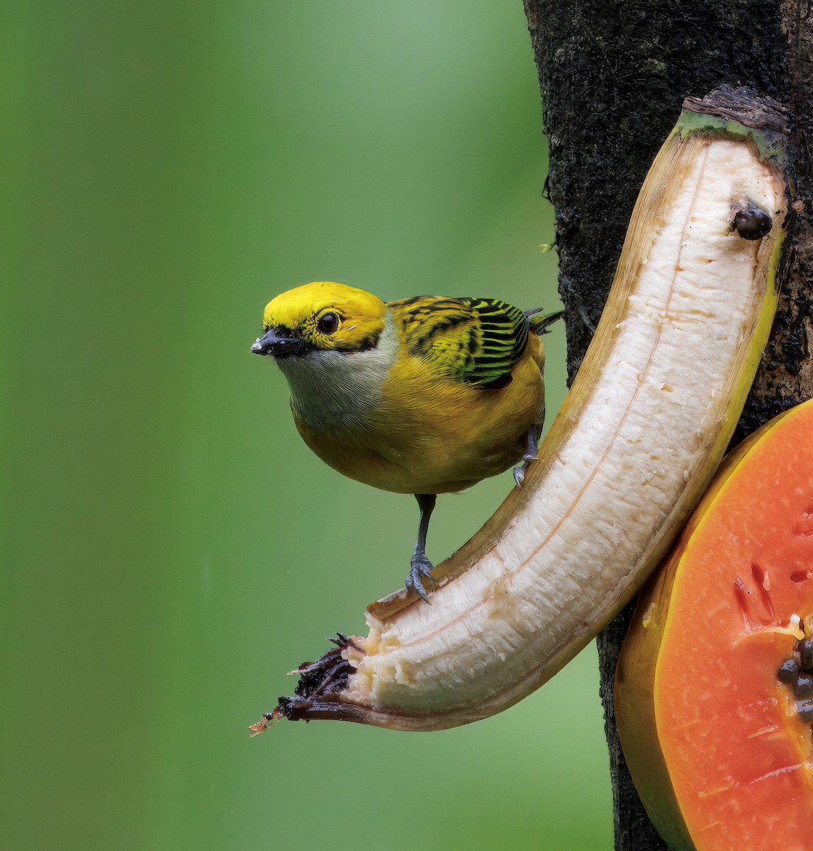 Gümüş Boyunlu Tangara - ML646871751