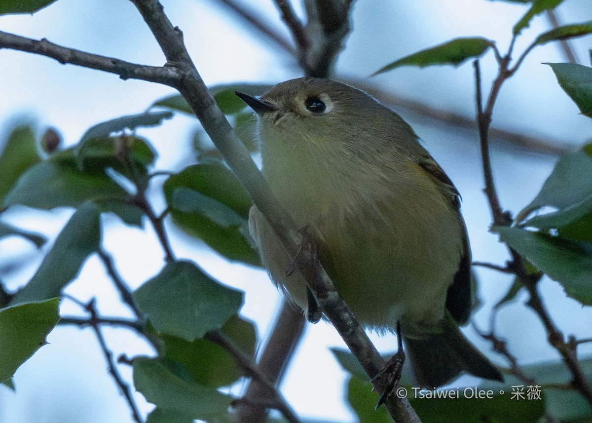 Ruby-crowned Kinglet - ML646871753