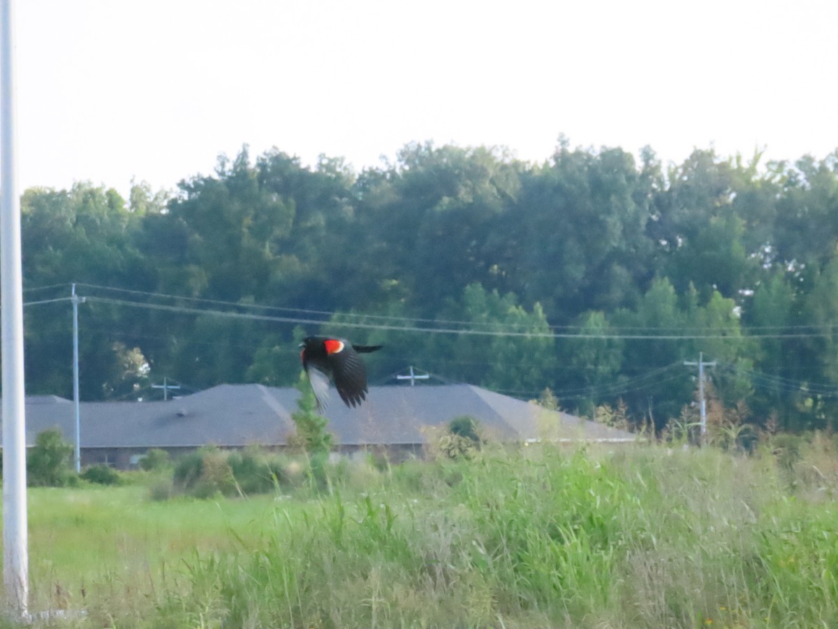 Red-winged Blackbird - ML646871754