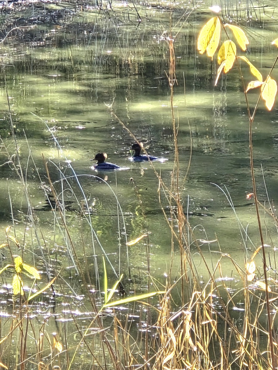 Hooded Merganser - ML646871756