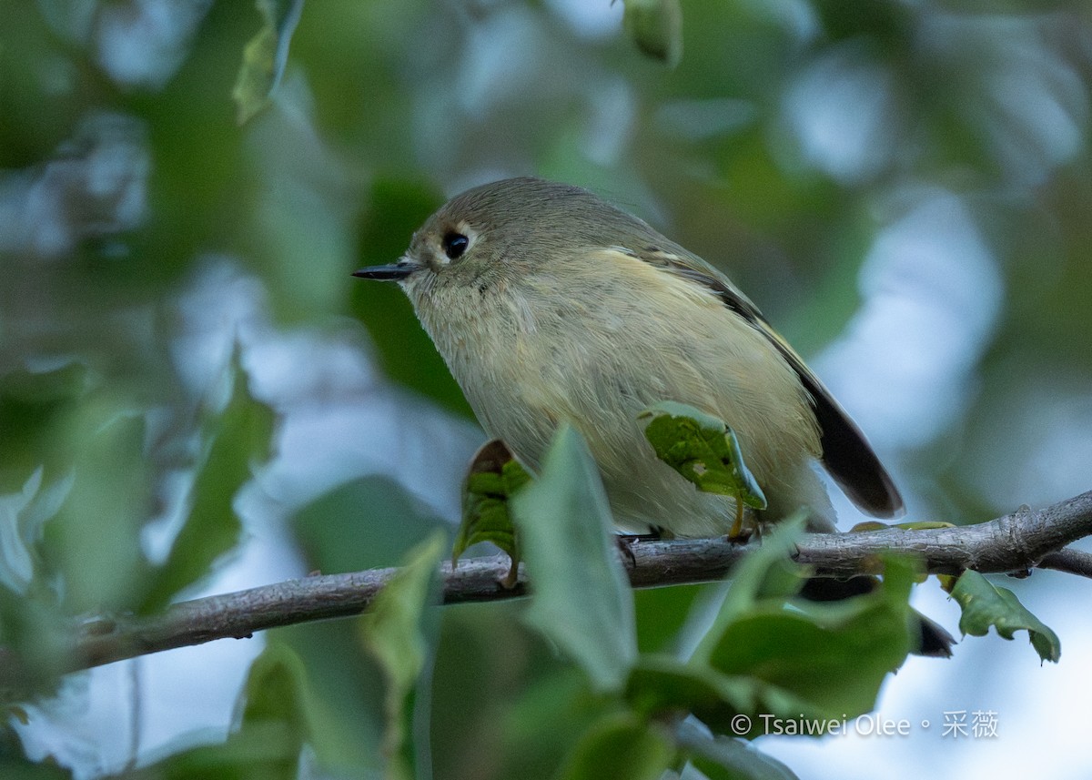 Ruby-crowned Kinglet - ML646871758