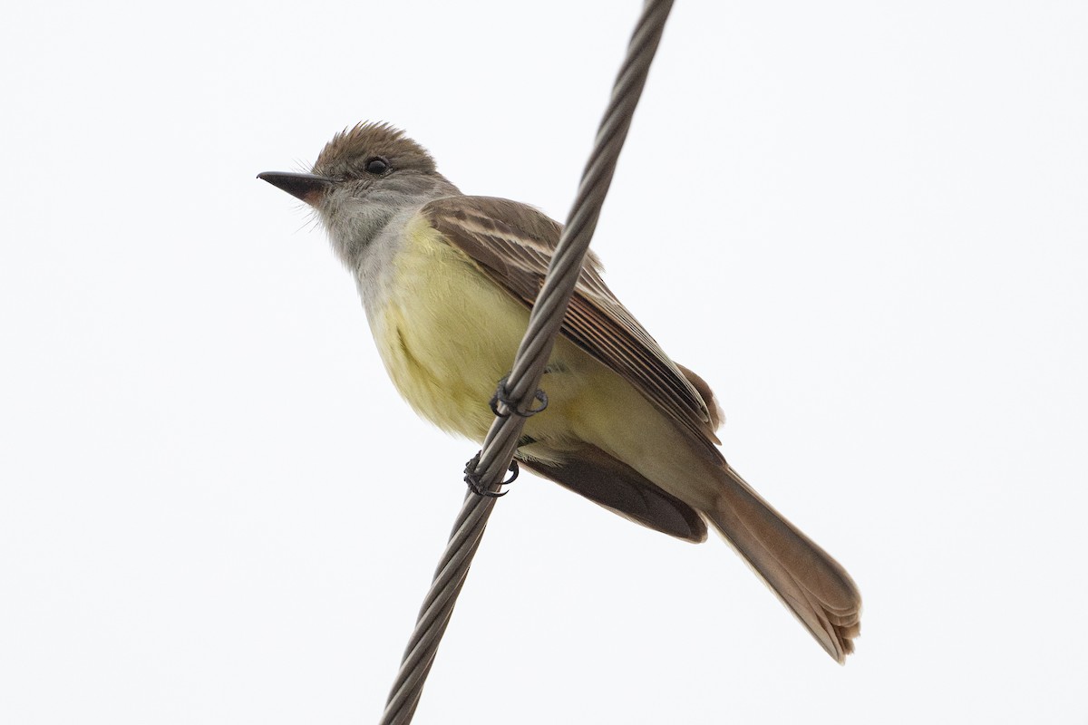 Myiarchus sp. - ML646871760